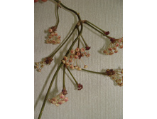 �������� Hoya macrophylla variegata 
