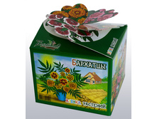 barhatci_v_gorshke.jpg