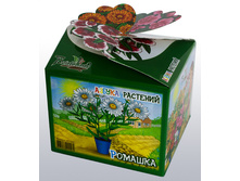 romashka_v_gorshke.jpg