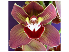 Novelty-Cymbidium-Orchids-Lime-Yellow-Burgundy-Chocolate-350.jpg