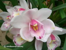 white-and-pink-cymbidium.jpg