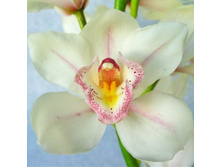 White-Blush-Pin-Stripes-Cymbidium-Orchids-Lucky-350.jpg