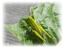 DSCN4214.JPG
