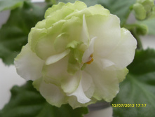 Spring Rose