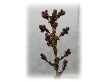 DSCN4286.JPG