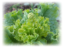 DSCN4287.JPG
