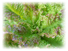 DSCN4288.JPG