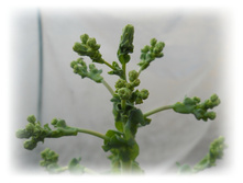 DSCN4291.JPG