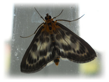 DSCN4330.JPG