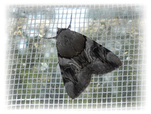 DSCN4335.JPG