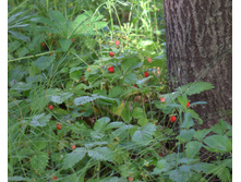 DSC02411.jpg