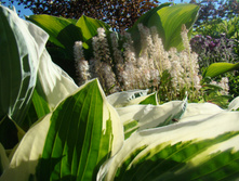 DSC04752.JPG