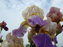 DSC04836.JPG