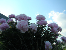 DSC04860.JPG