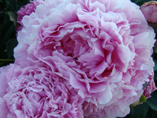 DSC04874.JPG