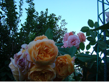 DSC05387.JPG