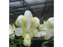 Dendrobium. liberty .jpg
