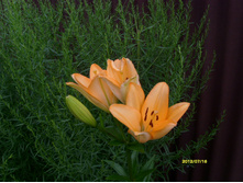 S73R2478.JPG