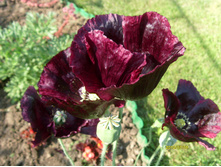 S73R2074.JPG