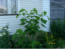 S73R2100.JPG