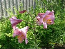 S73R2141.JPG