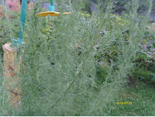 S73R2415.JPG