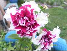 S73R2423.JPG