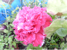 S73R2424.JPG