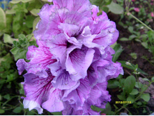 S73R2425.JPG