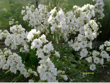 S73R2445.JPG