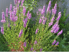 S73R2458.JPG