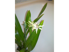 ���������� Winter Star - 6 ������� 2010