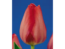 van eijk