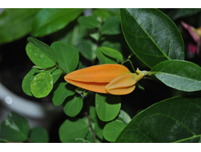 Juanolloa Mexicana