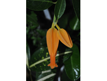 Juanolloa Mexicana