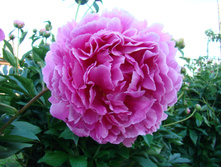 2010-06-11 16-52-09_0085.JPG