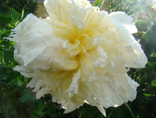 DSC01012.JPG