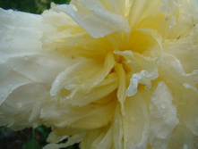 DSC01013.JPG