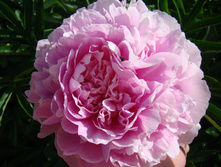 DSC01021.JPG