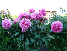 DSC03715.JPG