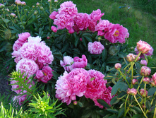 DSC03720.JPG