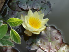 Nymhhaea \"Marliacea Chormatella\"