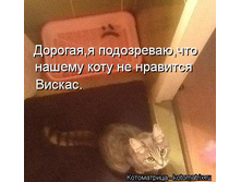 kotomatritsa_cZ.jpg