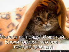 kotomatritsa_S.jpg