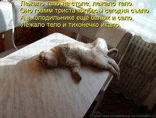 kotomatritsa_V.jpg