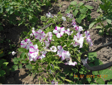 DSCN0232.JPG