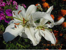 DSCN0326.JPG