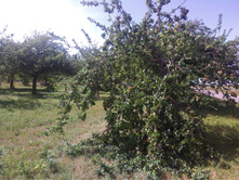 513. � ����� ������ �������� ����� ���� ��� �������� ������� ������ ��� �����.jpg