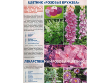 klumba_rozovaya.jpg