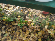 IMG_3979.JPG